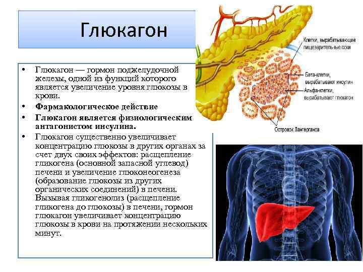 Глюкагон • • Глюкагон — гормон поджелудочной железы, одной из функций которого является увеличение