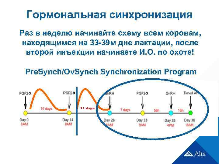 Овсинх для коров схема синхронизации