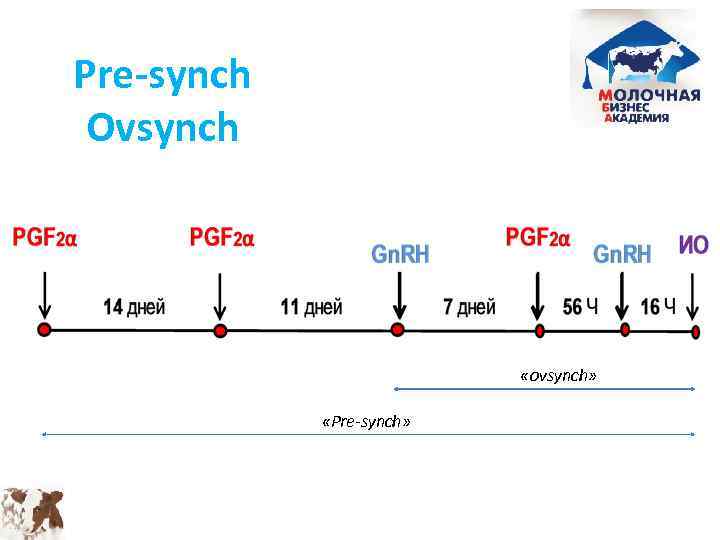Овсинх для коров схема синхронизации