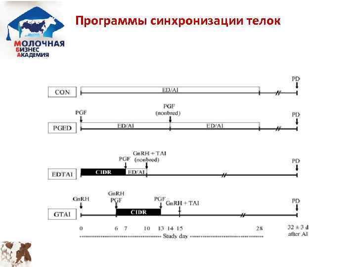 Пресинх для коров схема синхронизации