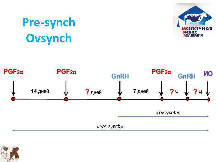 Овсинх для коров схема синхронизации