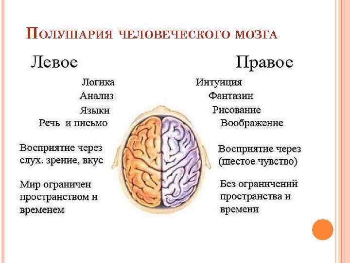 ПОЛУШАРИЯ ЧЕЛОВЕЧЕСКОГО МОЗГА 