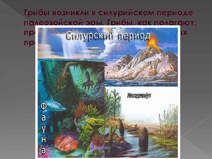 Грибы возникли в силурийском периоде палеозойской эры. Грибы, как полагают, произошли от бесцветных жгутиковых