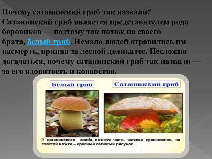 Почему сатанинский гриб так назвали? Сатанинский гриб является представителем рода боровиков — поэтому так