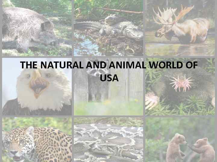 THE NATURAL AND ANIMAL WORLD OF USA 