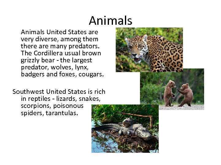 Animals United States are very diverse, among them there are many predators. The Cordillera