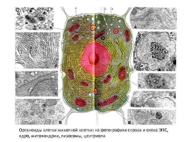 Органоиды клетки животной клетки: на фотографиях справа и слева ЭПС, ядро, митохондрии, лизосомы, центриоли