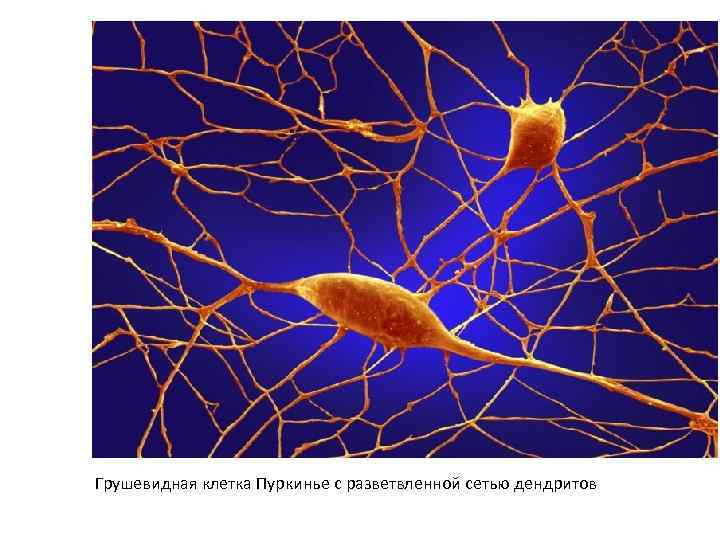 Грушевидная клетка Пуркинье с разветвленной сетью дендритов 