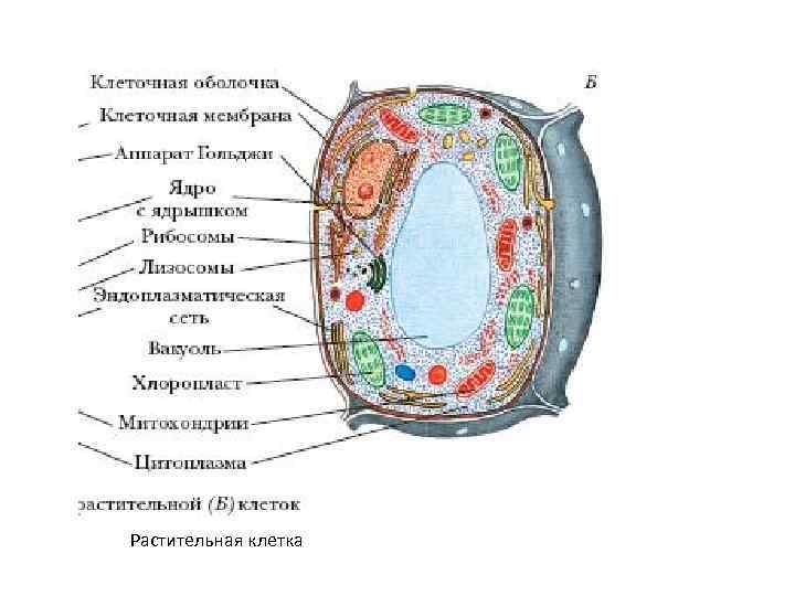 Сколько клеток у растений