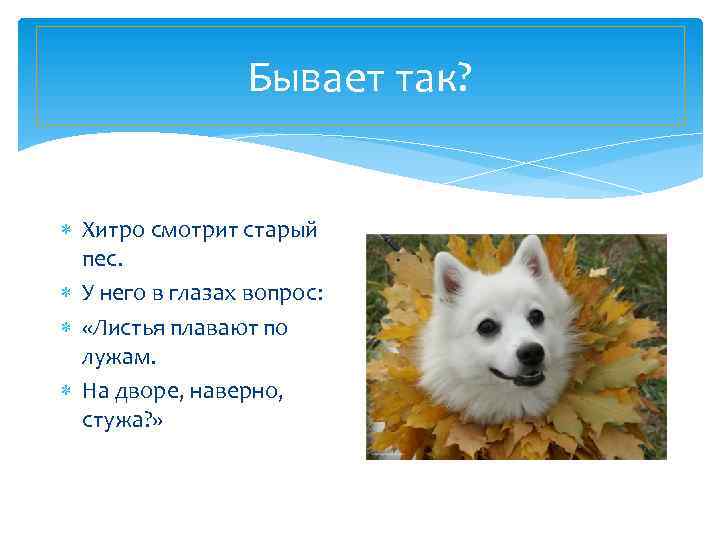 Бывает так? Хитро смотрит старый пес. У него в глазах вопрос: «Листья плавают по