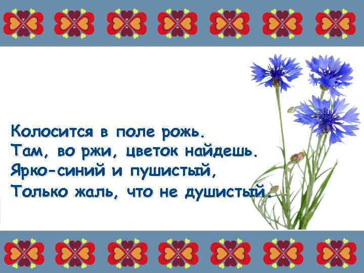 Колосится в поле рожь. Там, во ржи, цветок найдешь. Ярко-синий и пушистый, Только жаль,