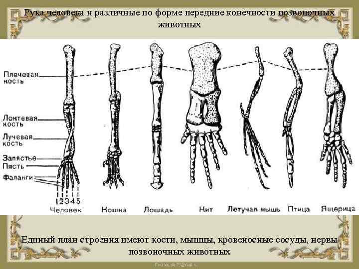 Рука человека и различные по форме передние конечности позвоночных животных Единый план строения имеют