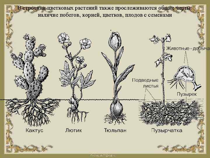 В строении цветковых растений также прослеживаются общие черты: наличие побегов, корней, цветков, плодов с