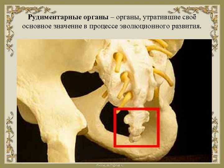 Рудиментарные органы – органы, утратившие своё основное значение в процессе эволюционного развития. 