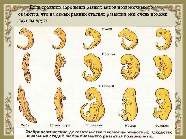 Если сравнить зародыши разных видов позвоночных то окажется, что на самых ранних стадиях развития