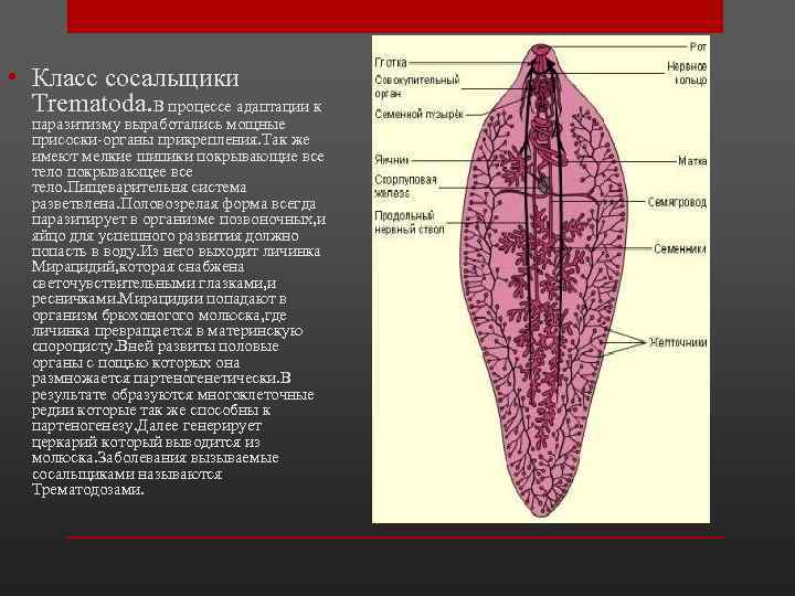 Легочный сосальщик рисунок