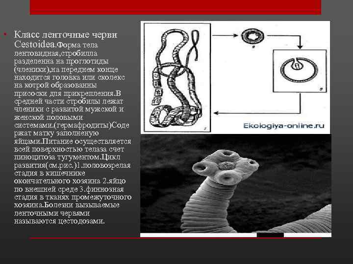 Лентовидный червь. Стробила это в паразитологии. Форма тела ленточного червя. Заболевания вызванные ленточными червями.