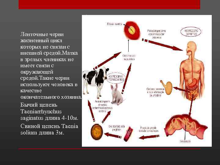 Ленточные черви жизненный цикл которых не связан с внешней средой. Матка в зрелых члениках