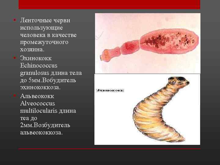  • Ленточные черви использующие человека в качестве промежуточного хозяина. • Эхинококк Echinococcus granulosus