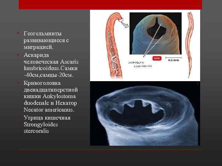  • Геогельминты развивающиеся с миграцией. • Аскарида человеческая Ascaris lumbricoideus. Самки -40 см,