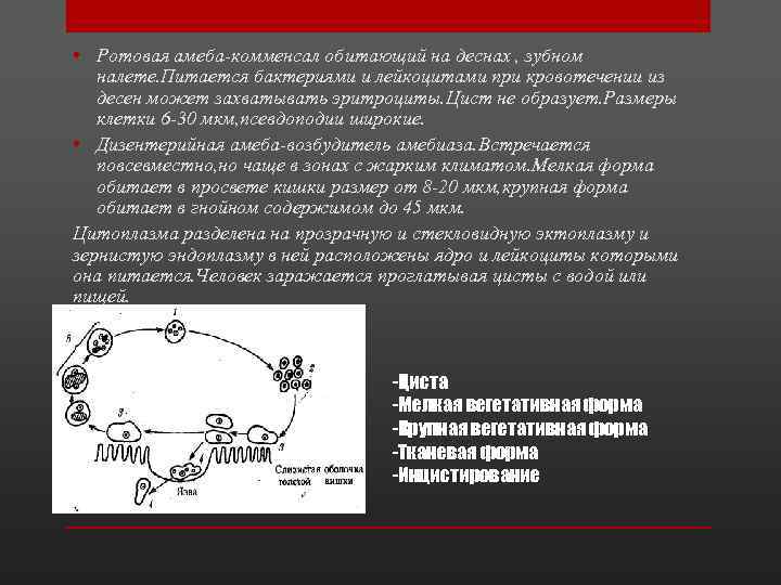  • Ротовая амеба-комменсал обитающий на деснах , зубном налете. Питается бактериями и лейкоцитами