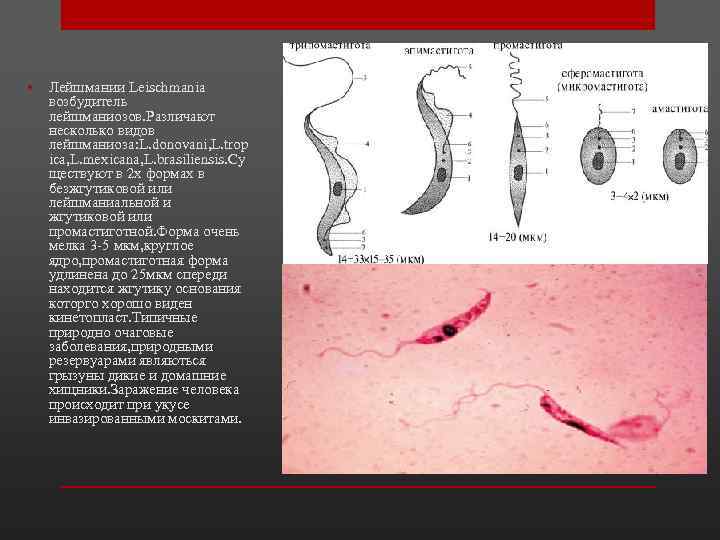  • Лейшмании Leischmania возбудитель лейшманиозов. Различают несколько видов лейшманиоза: L. donovani, L. trop