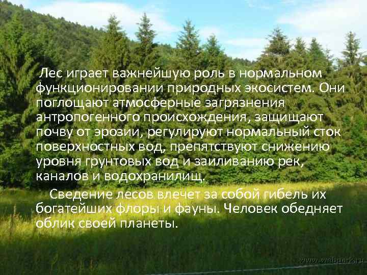  Лес играет важнейшую роль в нормальном функционировании природных экосистем. Они поглощают атмосферные загрязнения