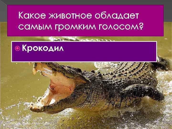 Какое животное обладает самым громким голосом? Крокодил 