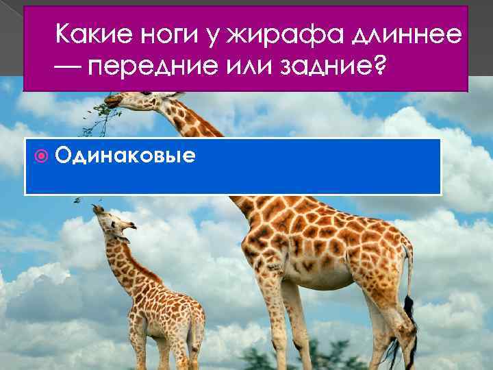Какие ноги у жирафа длиннее — передние или задние? Одинаковые 