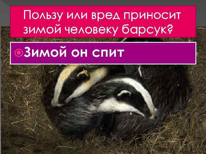 Пользу или вред приносит зимой человеку барсук? Зимой он спит 