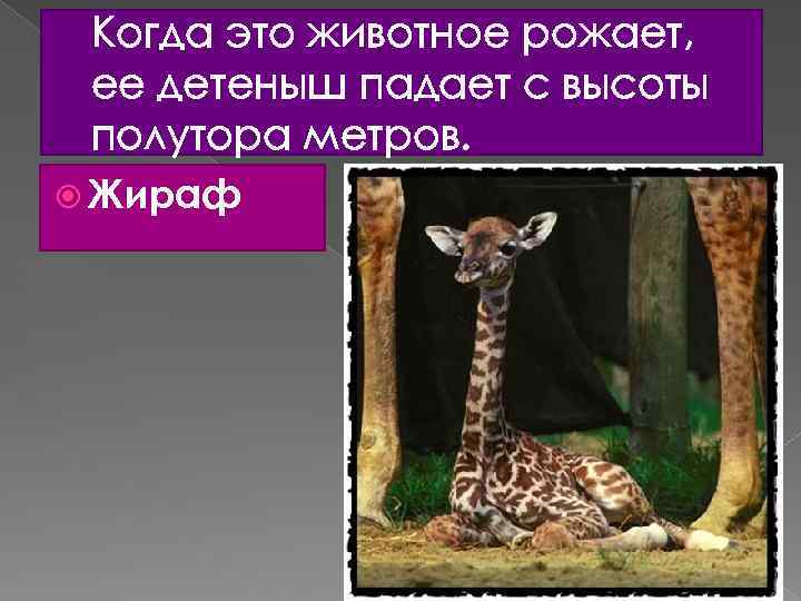 Когда это животное pожает, ее детеныш падает с высоты полyтоpа метpов. Жираф 