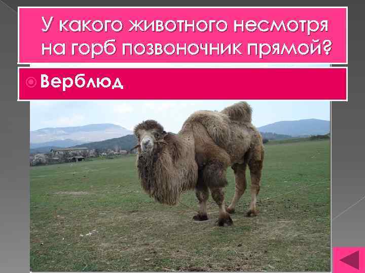 У какого животного несмотря на горб позвоночник прямой? Верблюд 