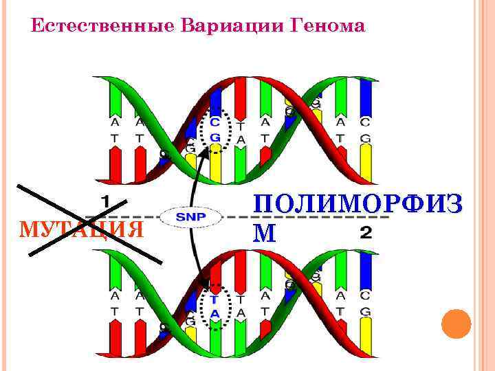 Естественные Вариации Генома МУТАЦИЯ ПОЛИМОРФИЗ М 