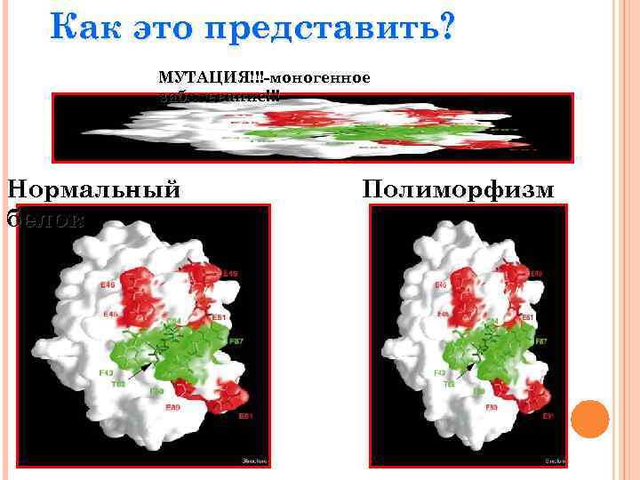 Как это представить? МУТАЦИЯ!!!-моногенное заболевание!!! Нормальный белок Полиморфизм 