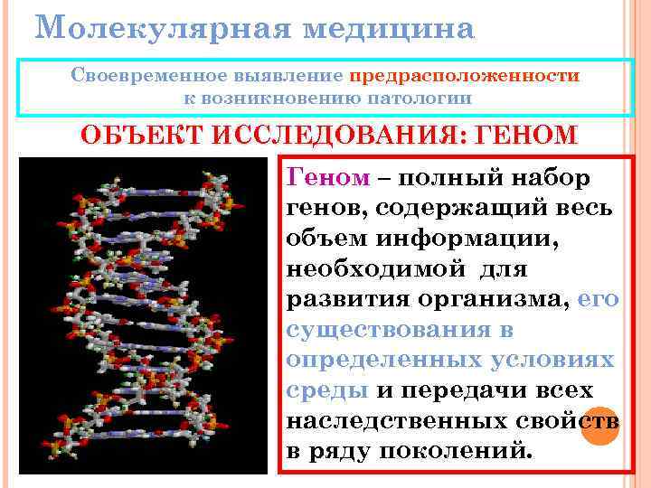 Молекулярная медицина Своевременное выявление предрасположенности к возникновению патологии ОБЪЕКТ ИССЛЕДОВАНИЯ: ГЕНОМ Геном – полный