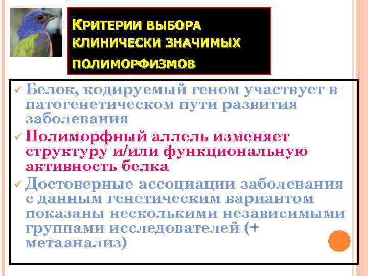 КРИТЕРИИ ВЫБОРА КЛИНИЧЕСКИ ЗНАЧИМЫХ ПОЛИМОРФИЗМОВ ü Белок, кодируемый геном участвует в патогенетическом пути развития