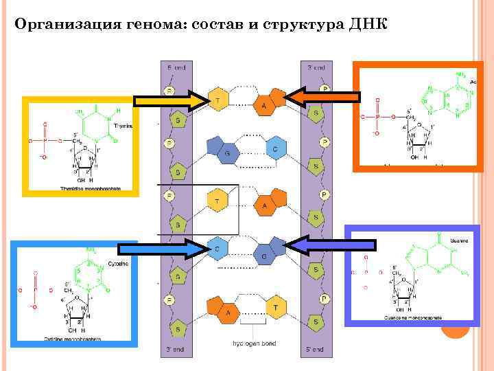 Организация генома: состав и структура ДНК 