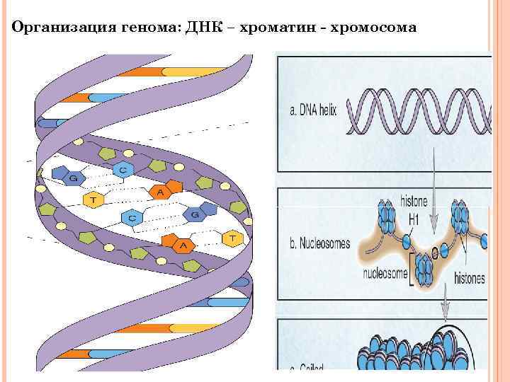 Геномная днк человека норма у мужчин