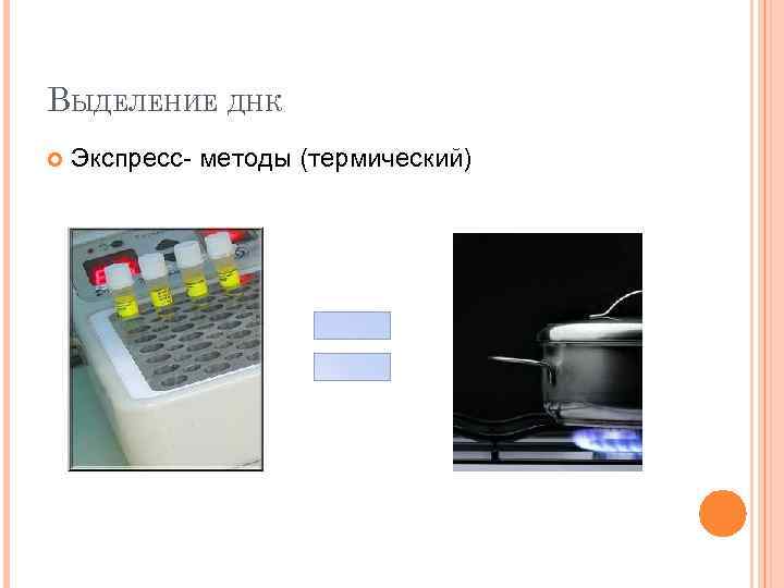 ВЫДЕЛЕНИЕ ДНК Экспресс- методы (термический) 