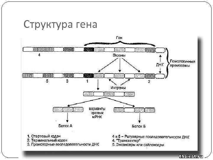 Структура гена 