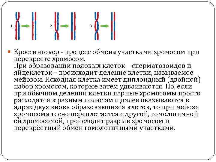 Обмен участками днк между гомологичными хромосомами это