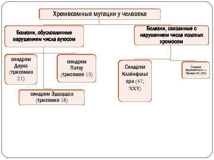 Хромосомные мутации у человека Болезни, обусловленные нарушением числа аутосом синдром Дауна (трисомия 21) синдром