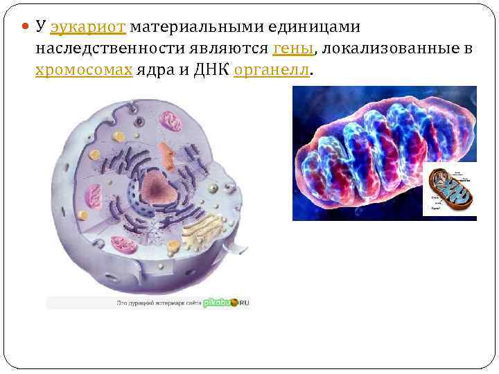  У эукариот материальными единицами наследственности являются гены, локализованные в хромосомах ядра и ДНК