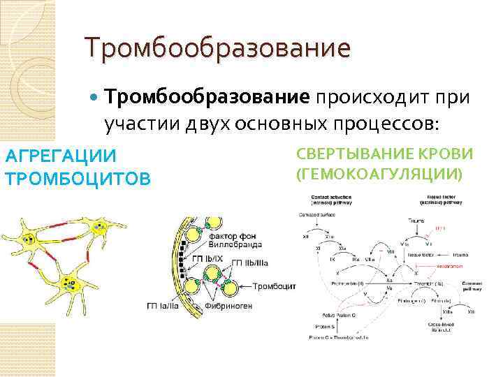 Тромбообразование происходит при участии двух основных процессов: АГРЕГАЦИИ ТРОМБОЦИТОВ ). СВЕРТЫВАНИЕ КРОВИ (ГЕМОКОАГУЛЯЦИИ) 