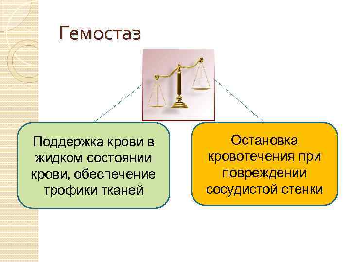 Гемостаз Поддержка крови в жидком состоянии крови, обеспечение трофики тканей Остановка кровотечения при повреждении