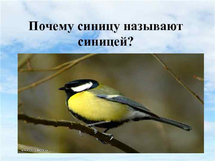 Почему синицу называют синицей? 