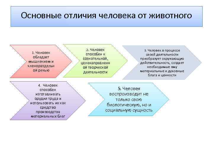 Основные отличия человека от животного 1. Человек обладает мышлением и членораздельн ой речью 4.