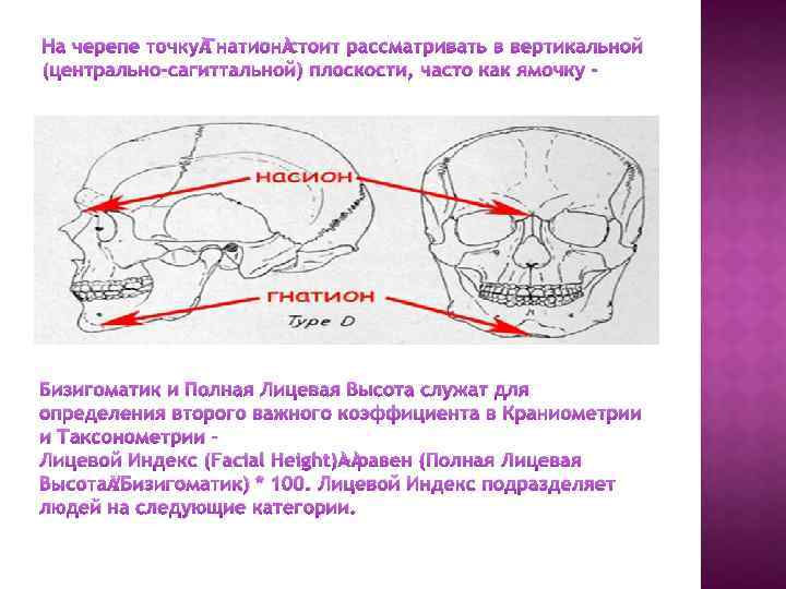 Соотношение мозгового и лицевого черепа. Краниометрические точки лицевого черепа. Краниометрические показатели черепа. Измерение размеров черепа. Краниометрические точки мозгового черепа..