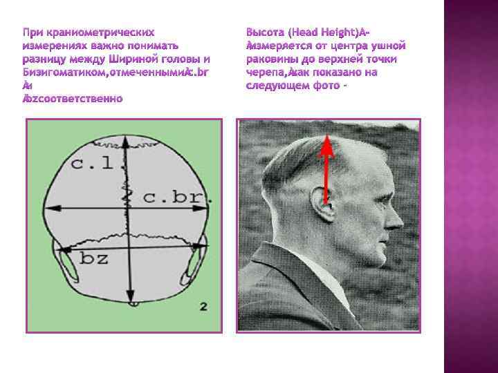 При краниометрических измерениях важно понимать разницу между Шириной головы и Бизигоматиком, отмеченными c. br