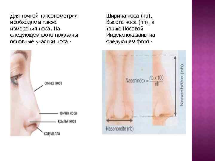 Для точной таксонометрии необходимы также измерения носа. На следующем фото показаны основные участки носа